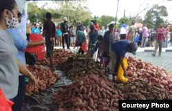 Gubernur Papua, Lukas Enembe membeli 5 ton ubi dan pangan lokal untuk dibagikan kepada masyarakat terdampak pandemi corona, 5 Mei 2020. (Foto: Humas Pemda)